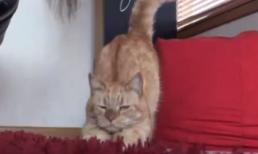 Mèo thoát chết nhờ... chó hiến máu