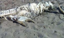 Bí ẩn quái vật biển có sừng dài gần 4m dạt vào bờ