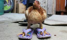  Những khoảnh khắc đáng yêu của động vật