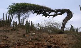 Những loài cây kỳ lạ nhất thế giới