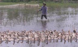 Người trúng số tiền tỷ trở thành ông lão chăn vịt