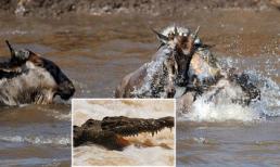 Cận cảnh cuộc săn linh dương hung tợn của cá sấu