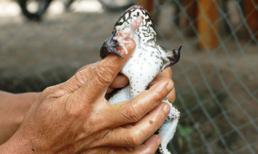 Đổ xô xem ếch có 7 chân