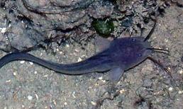 Bị cá ngát đâm, thay máu 4 lần vẫn tử vong