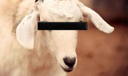 Bị ngồi tù 6 tuần vị quan hệ tình dục với 1 chú dê