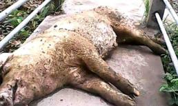 Hãi hùng bán heo chết ra thị trường, dùng ủng làm sạch nội tạng