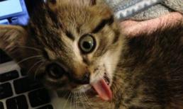 Những khoảnh khắc đáng yêu của động vật (P.3)