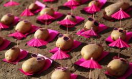 Cuộc sống 'như người' của những củ khoai tây