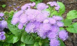 Chữa viêm xoang bằng bài thuốc dân gian