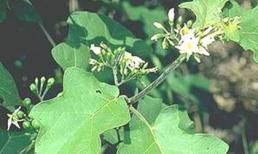 Cà dại hoa trắng: Giảm đau, trừ ho