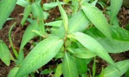 Rau răm nên thuốc