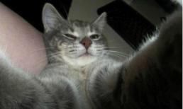 Ngộ nghĩnh những chú mèo chụp ảnh 'tự sướng'