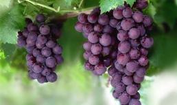 10 loại trái có tác dụng tuyệt vời cho bé