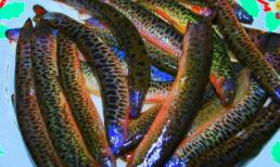 Cá nhét, vị thuốc trường xuân