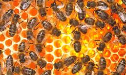 Mật ong nguyên chất và tác dụng với sức khỏe