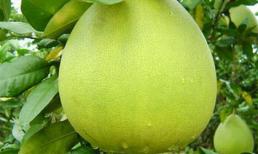 Ăn bưởi chống bệnh