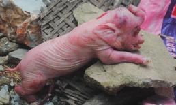 Đổ xô xem lợn đẻ ra "voi" ở Nghệ An