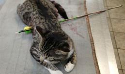 Chú mèo sống sót kỳ diệu dù bị mũi tên xuyên ngang người