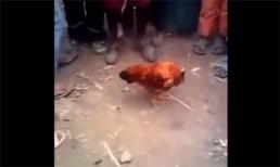 Clip sốc gà mất đầu vẫn chạy
