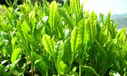 Mẹo trị hói đầu đơn giản mà hiệu quả