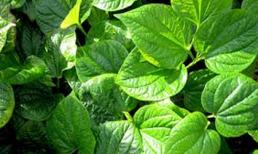 Lá lốt làm thuốc: 7 cách bà mẹ nào cũng cần phải biết