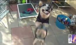 Ngộ nghĩnh chú chó nhảy Gangnam style