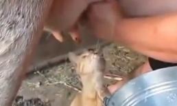 Cái thú của việc uống sữa bò