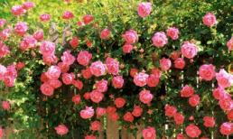 Tử vi 12 chòm sao ngày 2/8