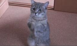 Chú mèo siêu kute khi xin ăn