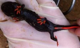 Phát hiện sinh vật lạ cực hiếm ở Nghệ An