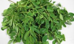 Cây chùm ngây: rất tốt cho sức khỏe và đang được nhiều người ưa chuộng