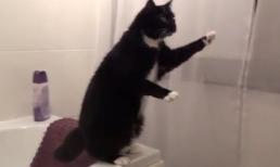 Khi mèo soi gương lầm tưởng mình là 'con mồi'