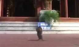 Chuột chắp tay lậy phật