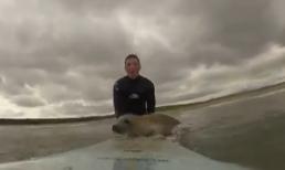 Hải cẩu đùa giỡn với VĐV lướt sóng 'dậy sóng' cư dân mạng