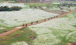 Lịm đi trước những con đường hoa ở Việt Nam