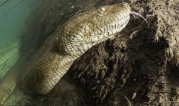 Những con “quái vật” gây xôn xao dư luận ở Việt Nam