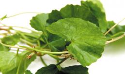Rau má: Thuốc quý ngày oi nóng