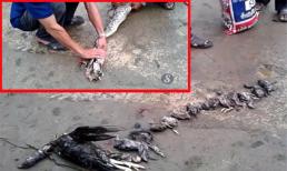 Kinh hãi clip lấy cả đàn gà 14 con ra khỏi miệng trăn