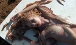 Thêm video gây sốc chứng minh nàng tiên cá có thật. 