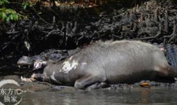 Kinh hãi cá sấu nuốt trâu mộng to hơn mình