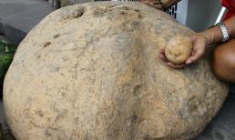 Củ khoai tây khổng lồ có cân nặng lên tới 80kg