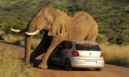 Ngộ nghĩnh chú voi kẹp chặt ô tô để...  gãi ngứa