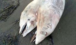 Xác cá heo 2 đầu kỳ dị trôi dạt vào bờ biển