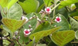 Viêm đại tràng: ‘thần dược’ lá mơ lông