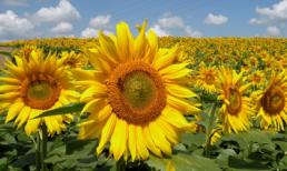 Tử vi may mắn tuần mới cho bạn 11/8 - 17/8/2014