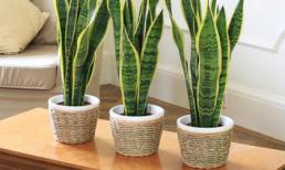 Cây phong thủy mang đến tài vận dồi dào