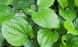 11 công dụng chữa bệnh kỳ diệu của lá lốt