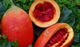 Gấc - chữa hiếm muộn, vô hiệu hóa ung thư