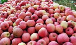 Táo Trung Quốc trên thị trường có bị nhiễm độc?