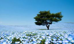 Ghé thăm vườn hoa màu xanh ở Nhật Bản